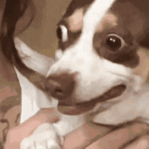 Dog Terrified GIF