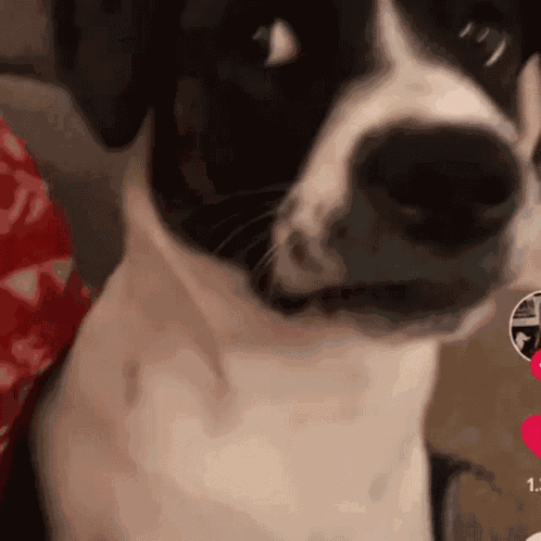 Dog Tiktok GIF