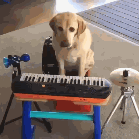 Dog GIF
