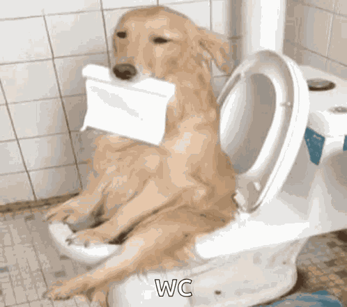 Dog Toilet GIF
