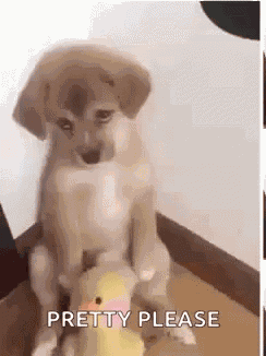 Dog Triste GIF