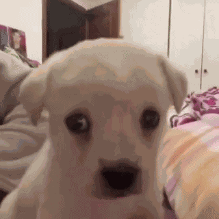 Dog Twitter GIF
