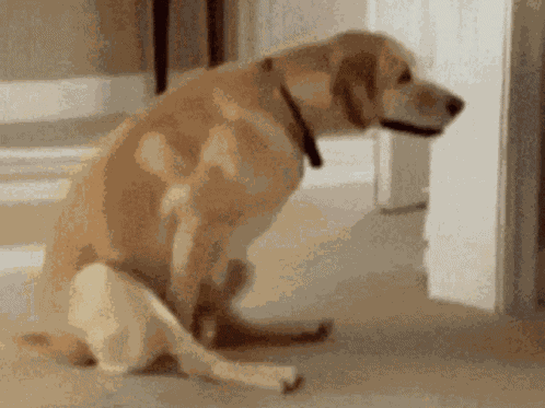 Dog GIF