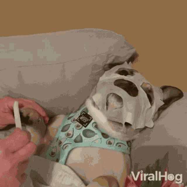 Dog Viralhog GIF