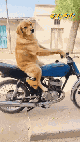 Dog GIF