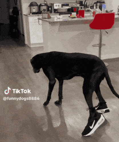 Dog Walking GIF