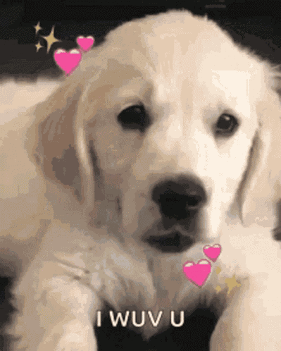 Dog GIF