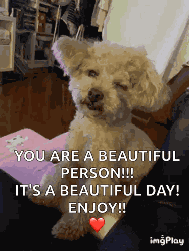 Dog Wink GIF