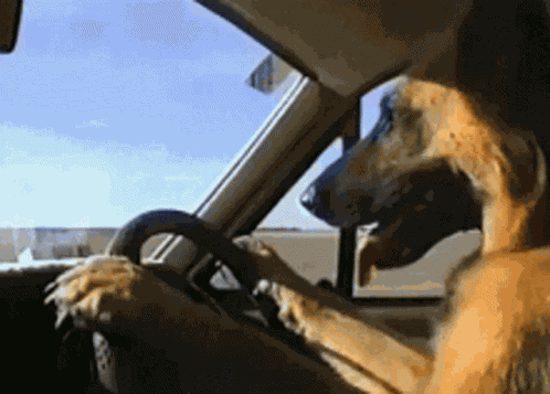 Dog GIF