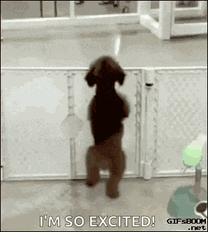 Dogdancing Dance GIF