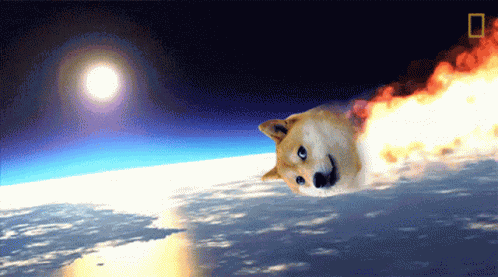 Doge Dogecoin GIF