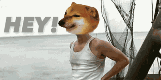 Doge Dogecoin GIF