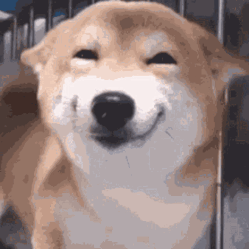 Doge Smile Psychee Sweet GIF