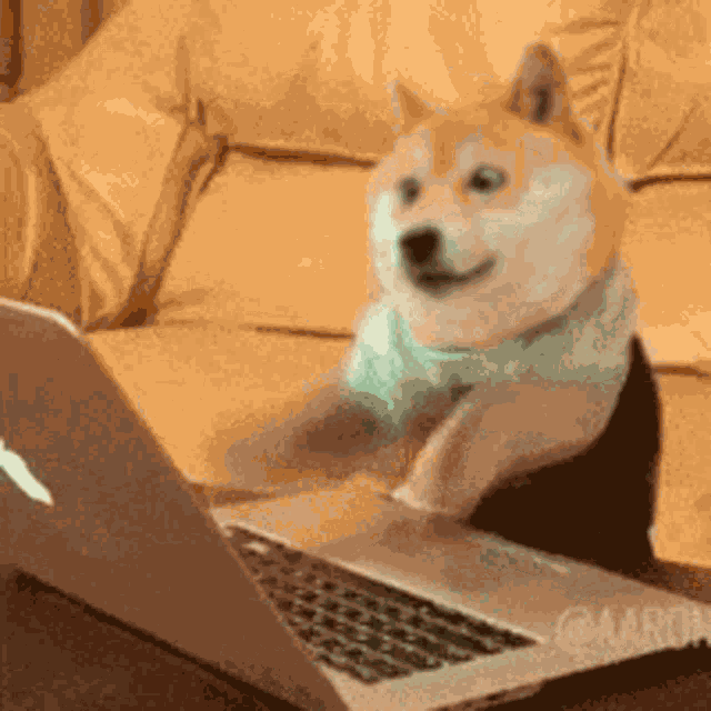 Doge Type GIF