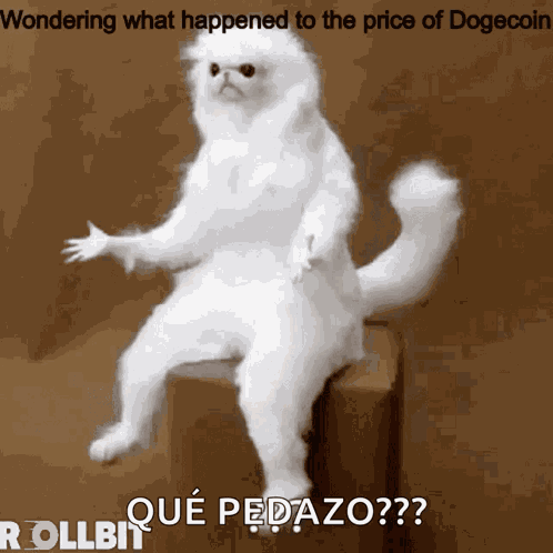 Dogecoin What GIF