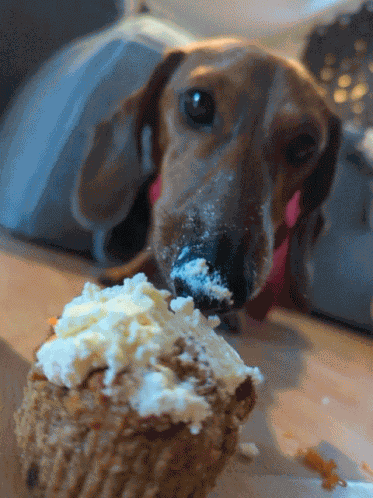 Doggo Puppy GIF