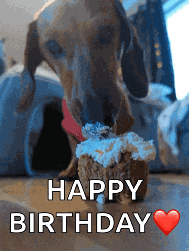 Doggo Puppy GIF