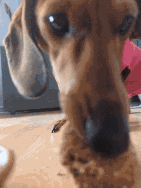 Doggo Puppy GIF