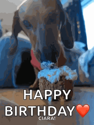 Doggo Puppy GIF