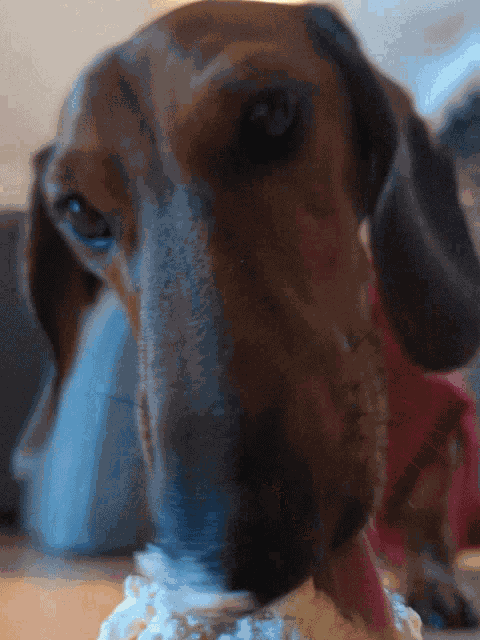 Doggo Puppy GIF