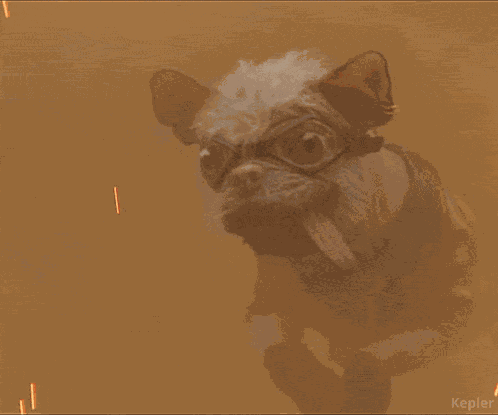 Dogpool Deadpool And Wolverine GIF