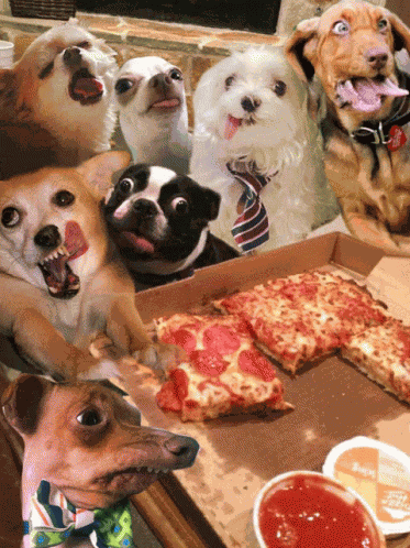 Dogs Cat GIF