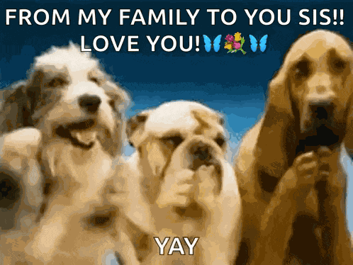 Dogs Clap GIF