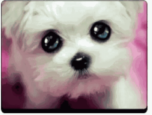Dogs Cute Dug GIF