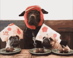 Dogs Eat GIF