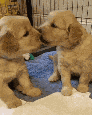 Dogs Kissing GIF