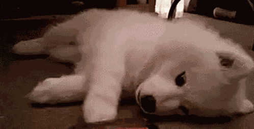 Dogs Puppies GIF