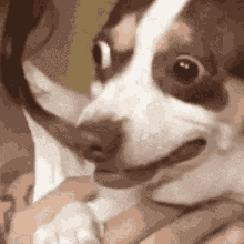 Dogscary91 GIF