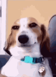 Doguinho GIF