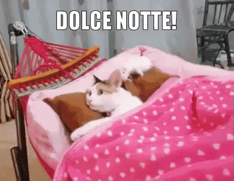 Dolce Notte Buonanotte Buona Notte Dormi Bene Sogni D’oro Sonno Assonnata Assonnata Gatto GIF