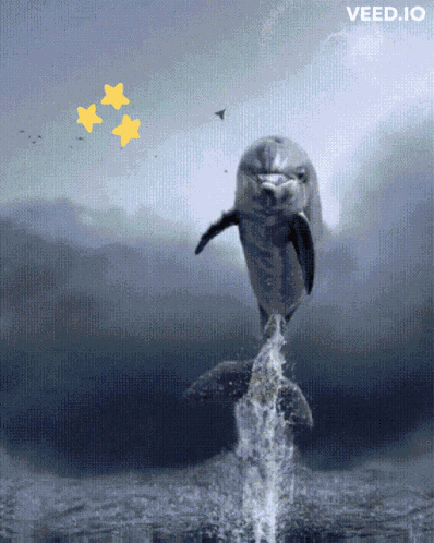 Dolphin Bird GIF