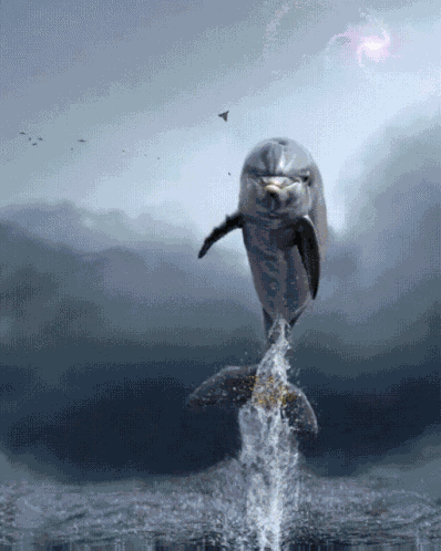 Dolphin Bird GIF