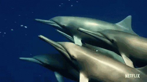 Dolphin David Attenborough GIF