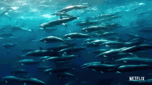 Dolphin David Attenborough GIF
