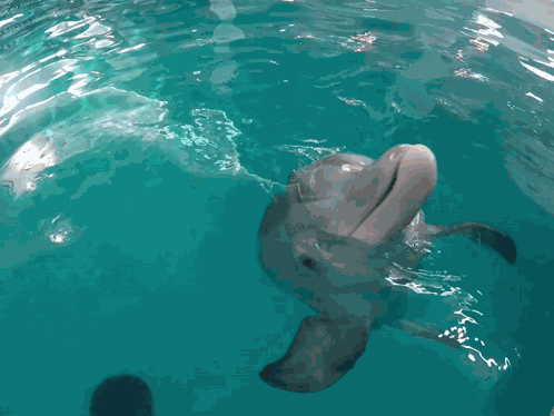 Dolphin Dolphin Tale GIF