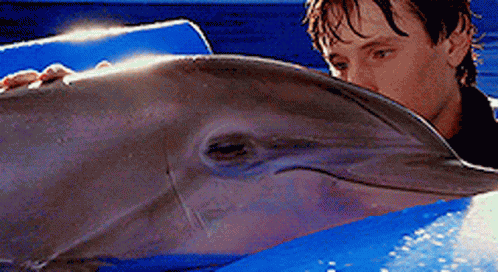Dolphin Dolphintale GIF