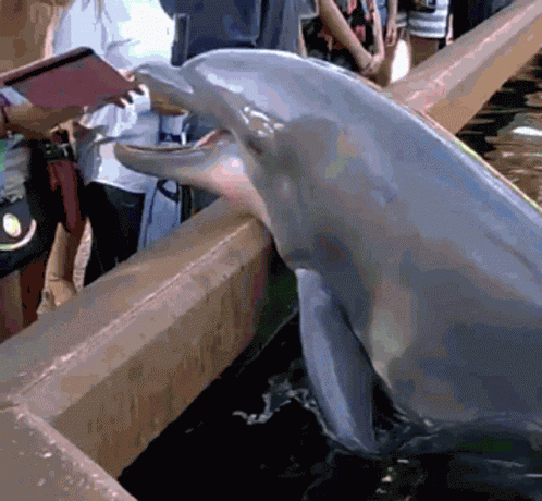 Dolphin GIF