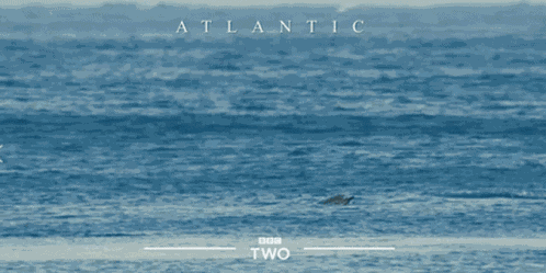 Dolphin Laugh GIF