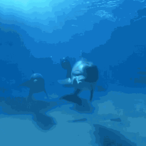 Dolphin Playful GIF