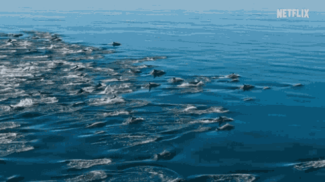 Dolphin Sea GIF