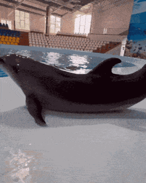 Dolphin Spinning GIF