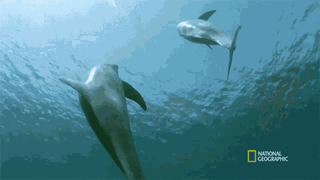 Dolphins The Shark Immune System GIF