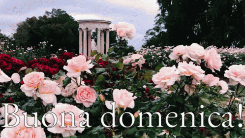 Domenica Buona Domenica Felice Domenica Passa Una Buona Domenica Finalmente è Domenica GIF