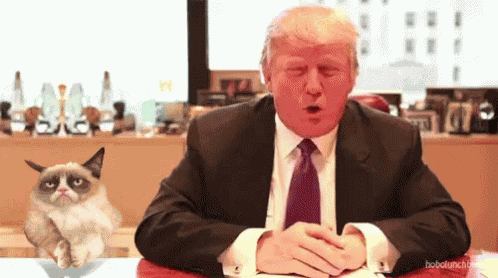 Donald Trump And Cat GIF