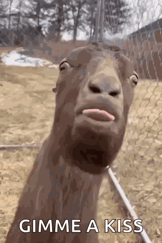 Donkey Blirt GIF