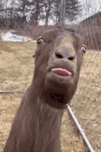 Donkey Blirt GIF